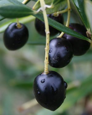 SKIN CANDY Aussie Bush Skincare Balm | All-Natural Outdoor Lifestyle Skin Balm - OZ Boomerangs